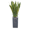 산세베리아